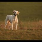 ** Saluki **