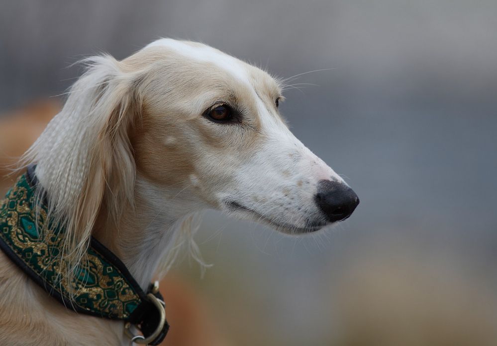 Saluki Foto & Bild tiere, haustiere, hunde Bilder auf