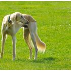 Saluki