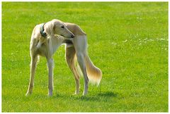 Saluki