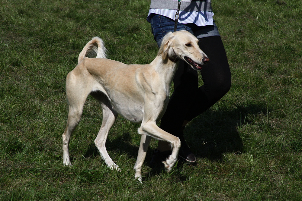 Saluki