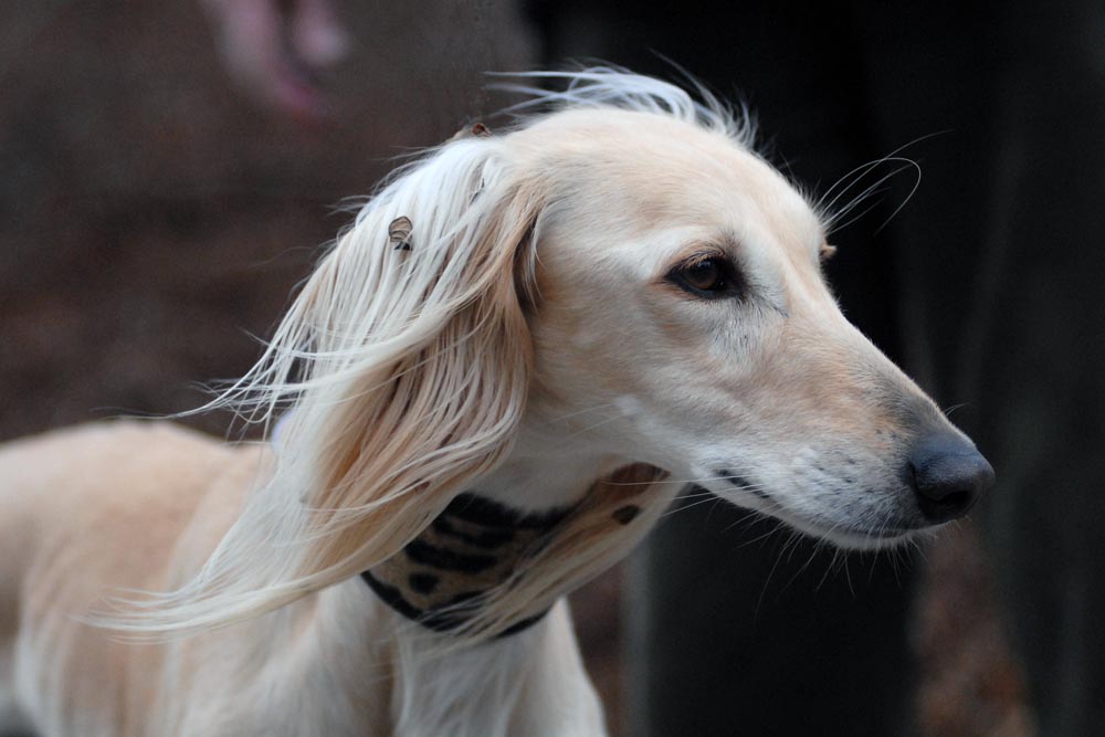 Saluki