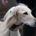 Saluki