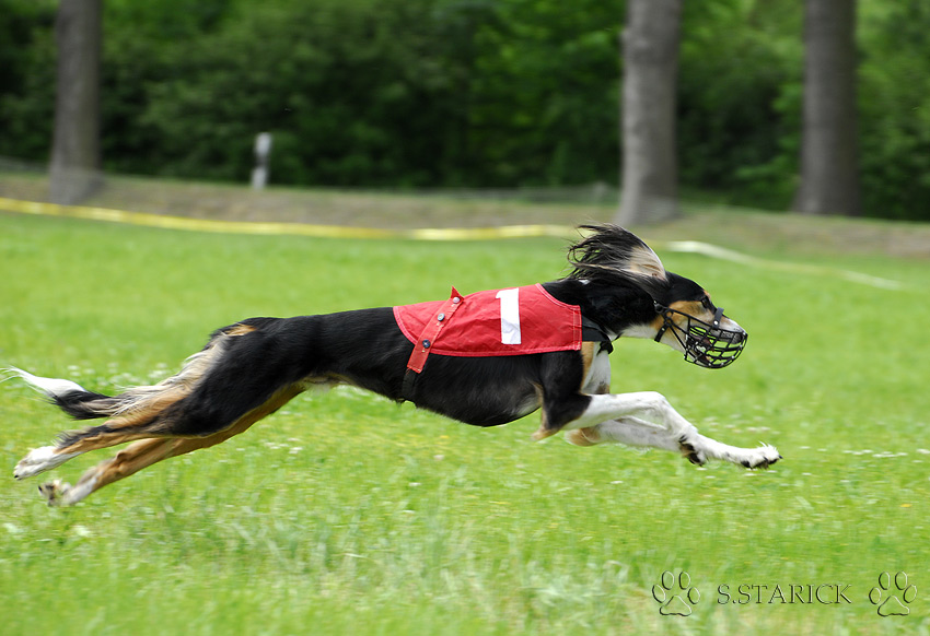 Saluki beim Coursing