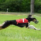 Saluki beim Coursing