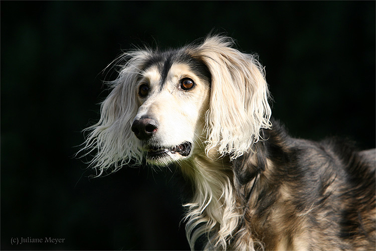 Saluki