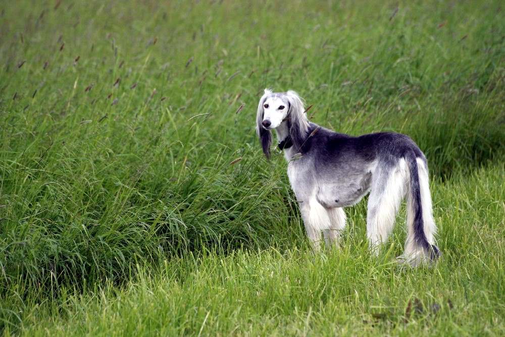 Saluki