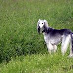 Saluki