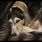 Saluki