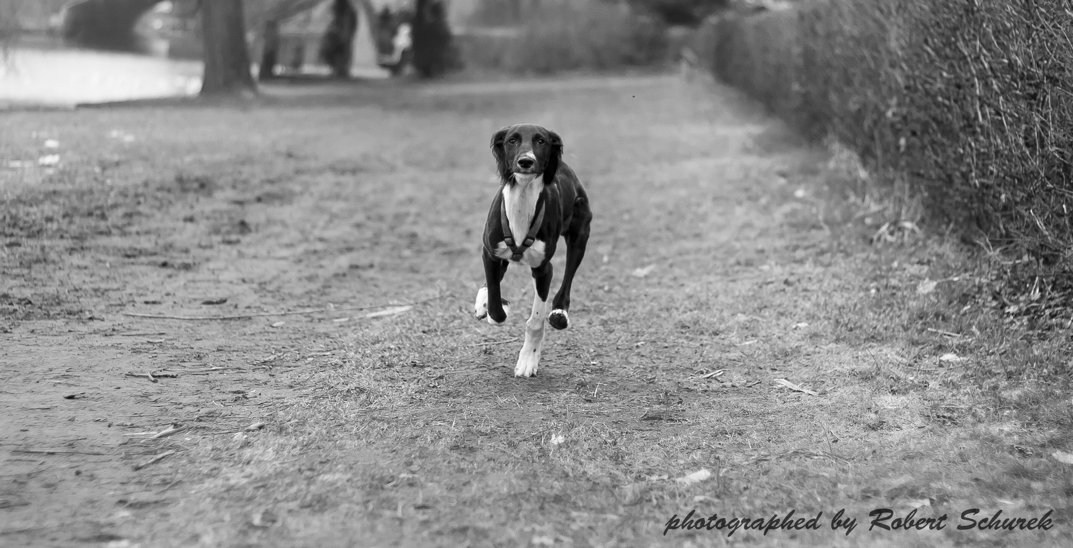 Saluki - erster Sprint