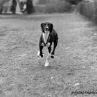 Saluki - erster Sprint