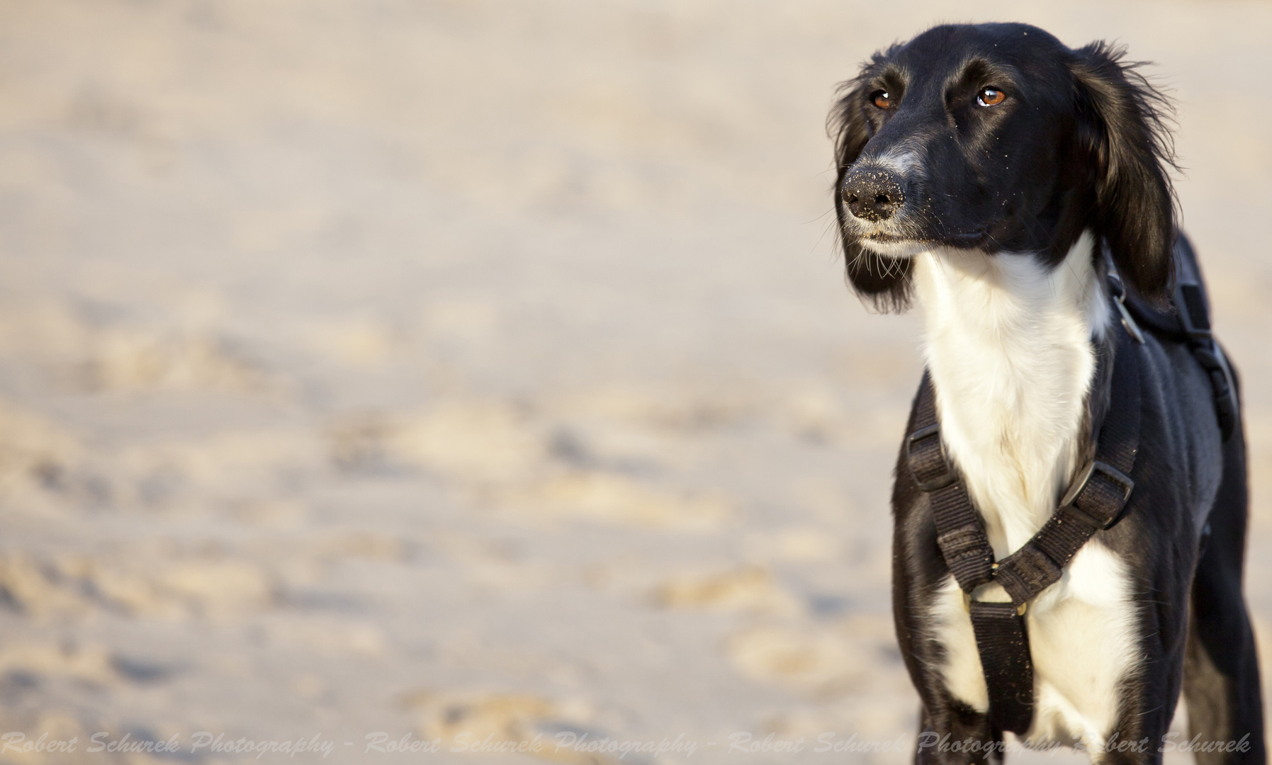 Saluki - (persicher Windhund) Habala Fardos el Arab