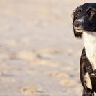 Saluki - (persicher Windhund) Habala Fardos el Arab