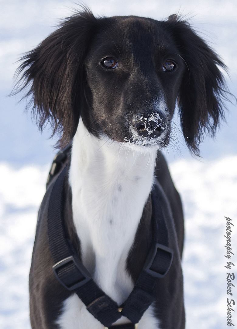 Saluki - Schneeprinz 2