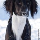 Saluki - Schneeprinz 2