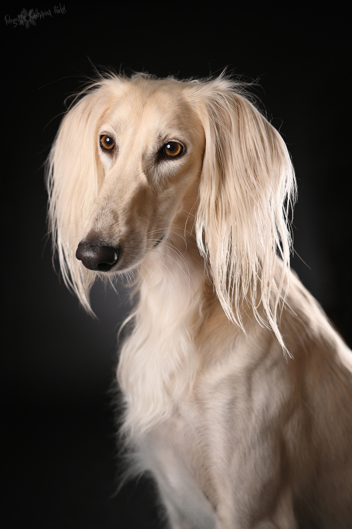 Saluki Yasin