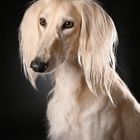 Saluki Yasin