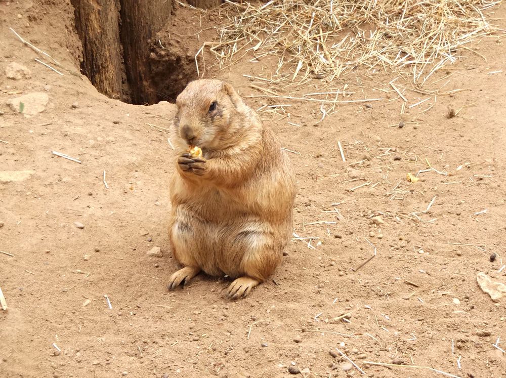 Salut toi