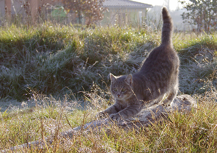 Salutation au soleil