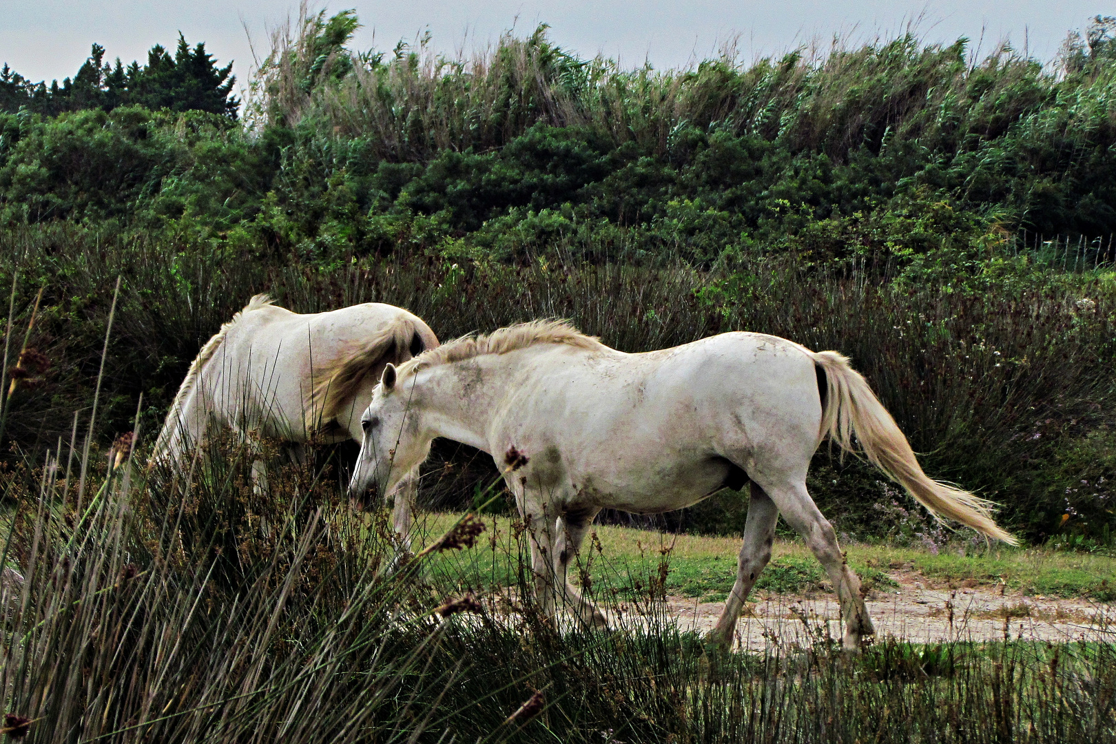 Saluti dalla Camargue