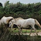 Saluti dalla Camargue