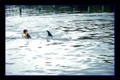 Salvado por delfines