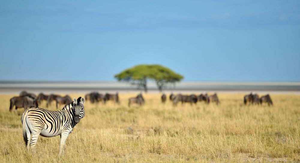 Salvadora - Etosha