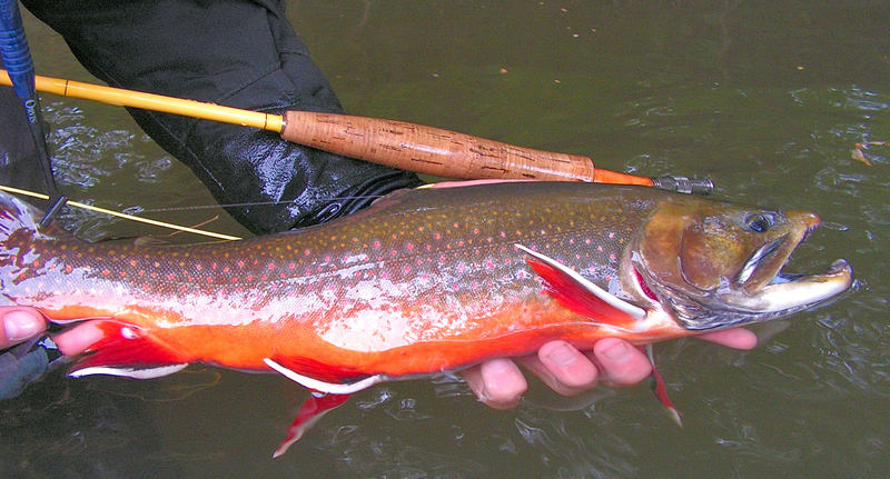 Salvelinus fontinalis