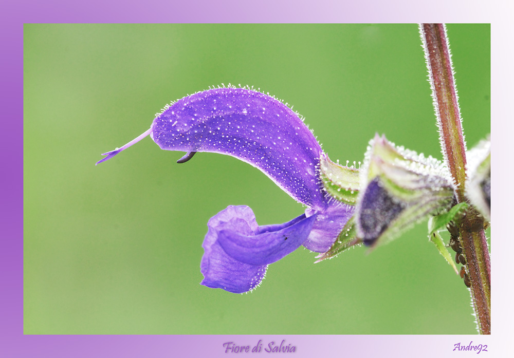 Salvia