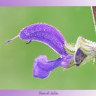 Salvia