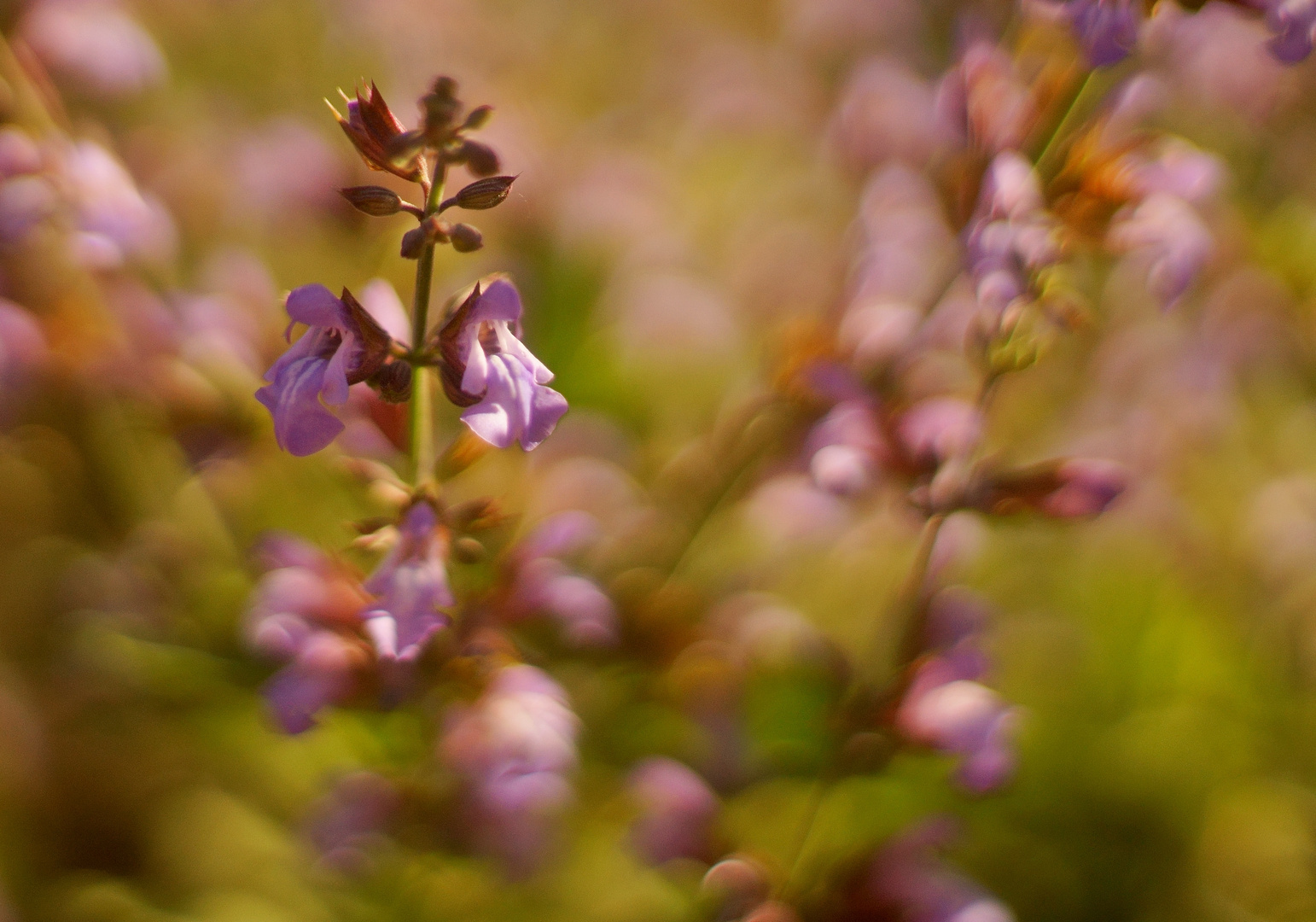 Salvia