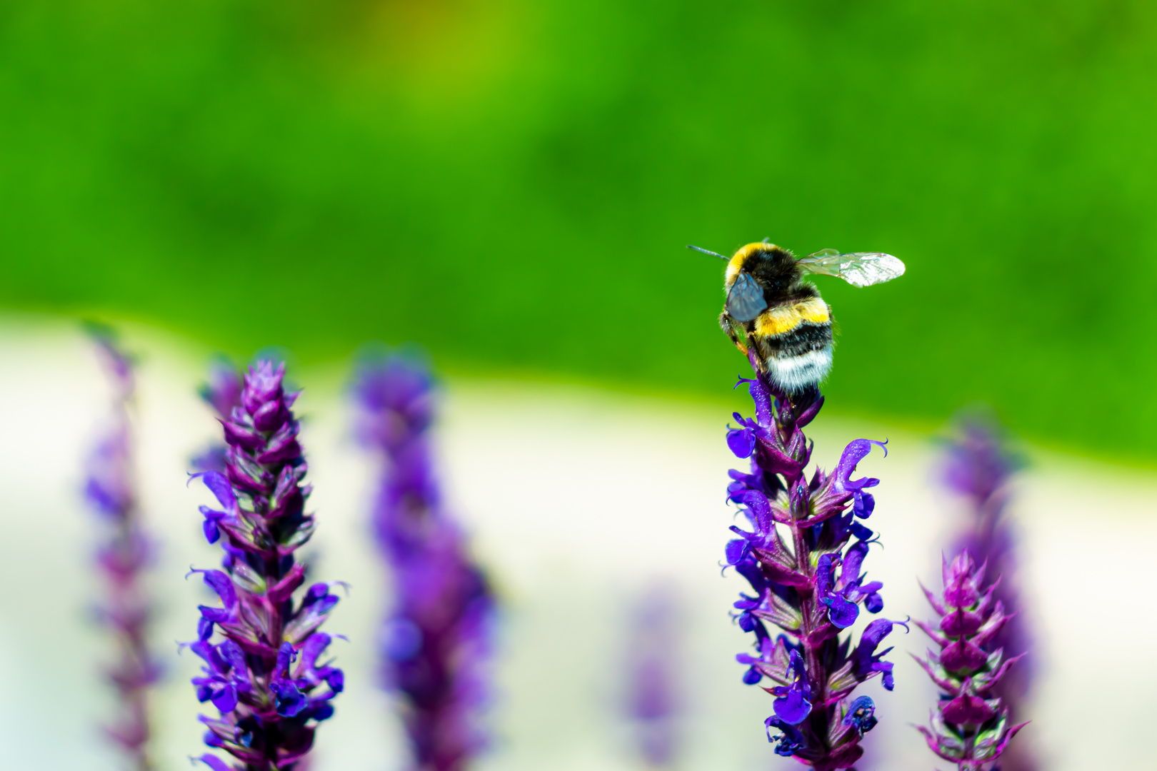 salvia BUMBLEBEE