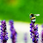 salvia BUMBLEBEE