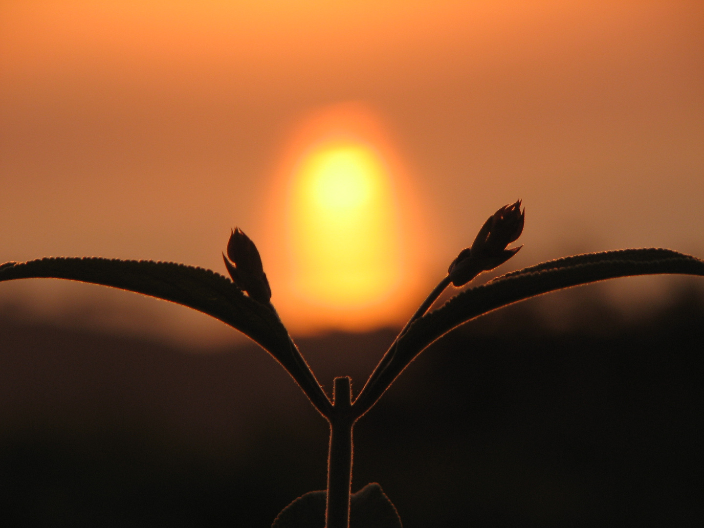 Salvia e Sole