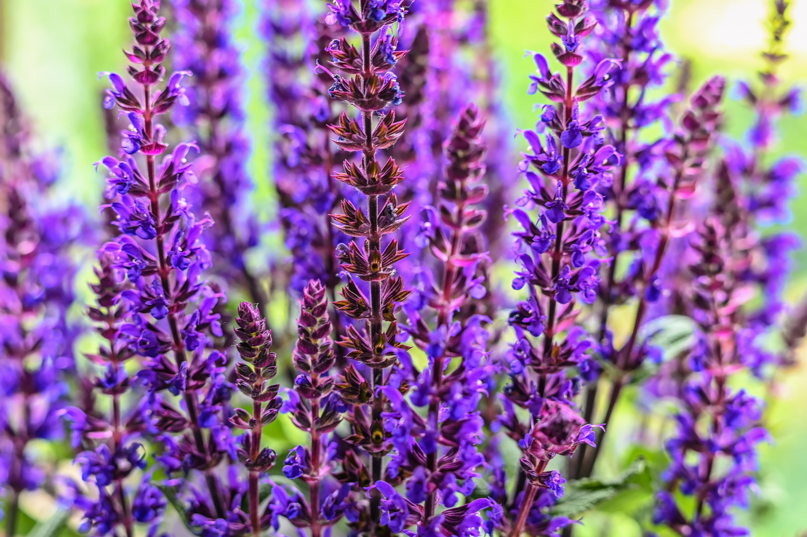 Salvia Foto & Bild pflanzen, pilze & flechten, blüten