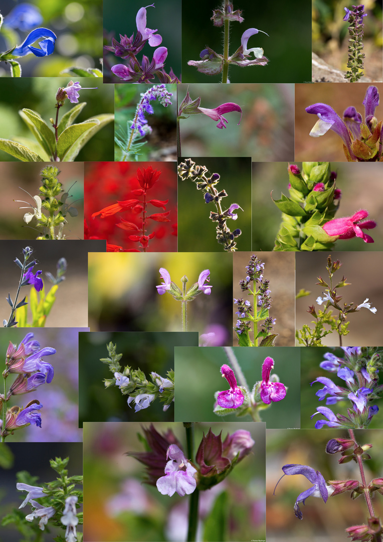 Salvia Experiment 1