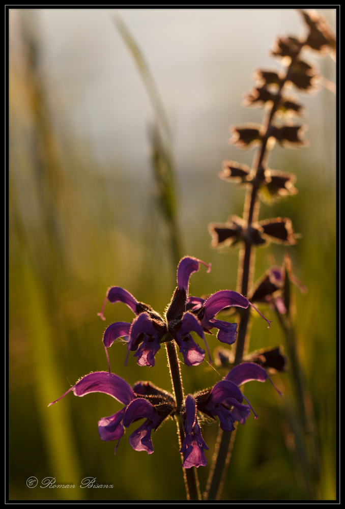 Salvia