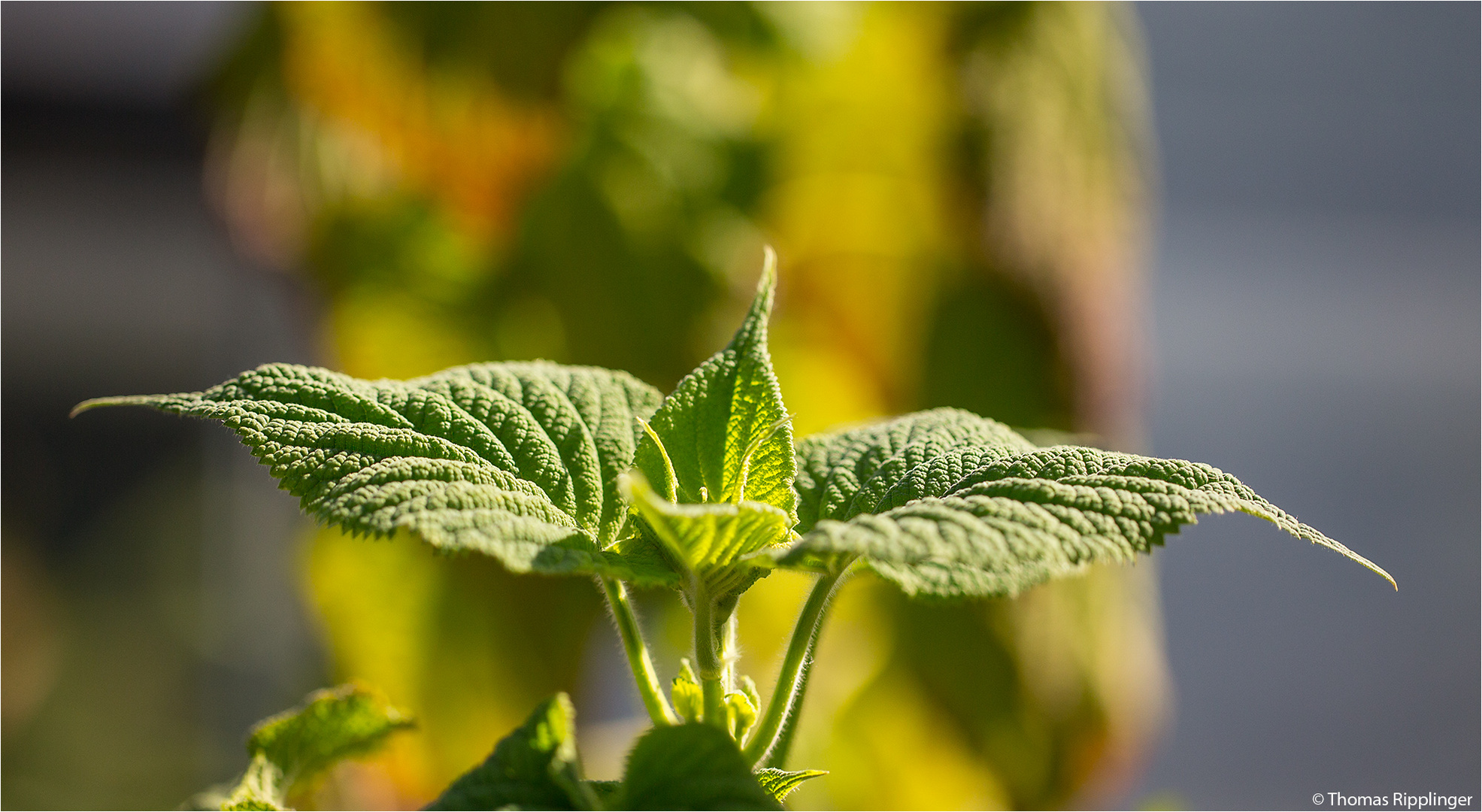 Salvia gravida