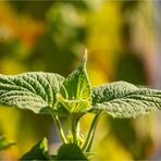 Salvia gravida