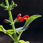 Salvia grewalfolia ??