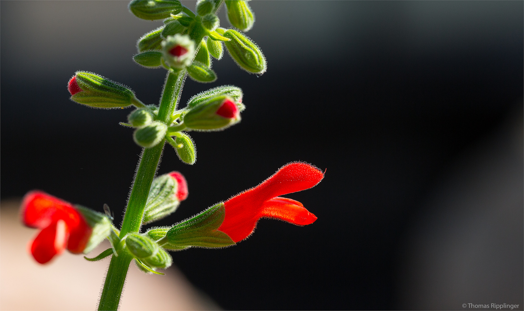 Salvia grewalfolia ? ??