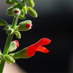 Salvia grewalfolia ? ??