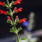 Salvia grewalfolia ? ? ?