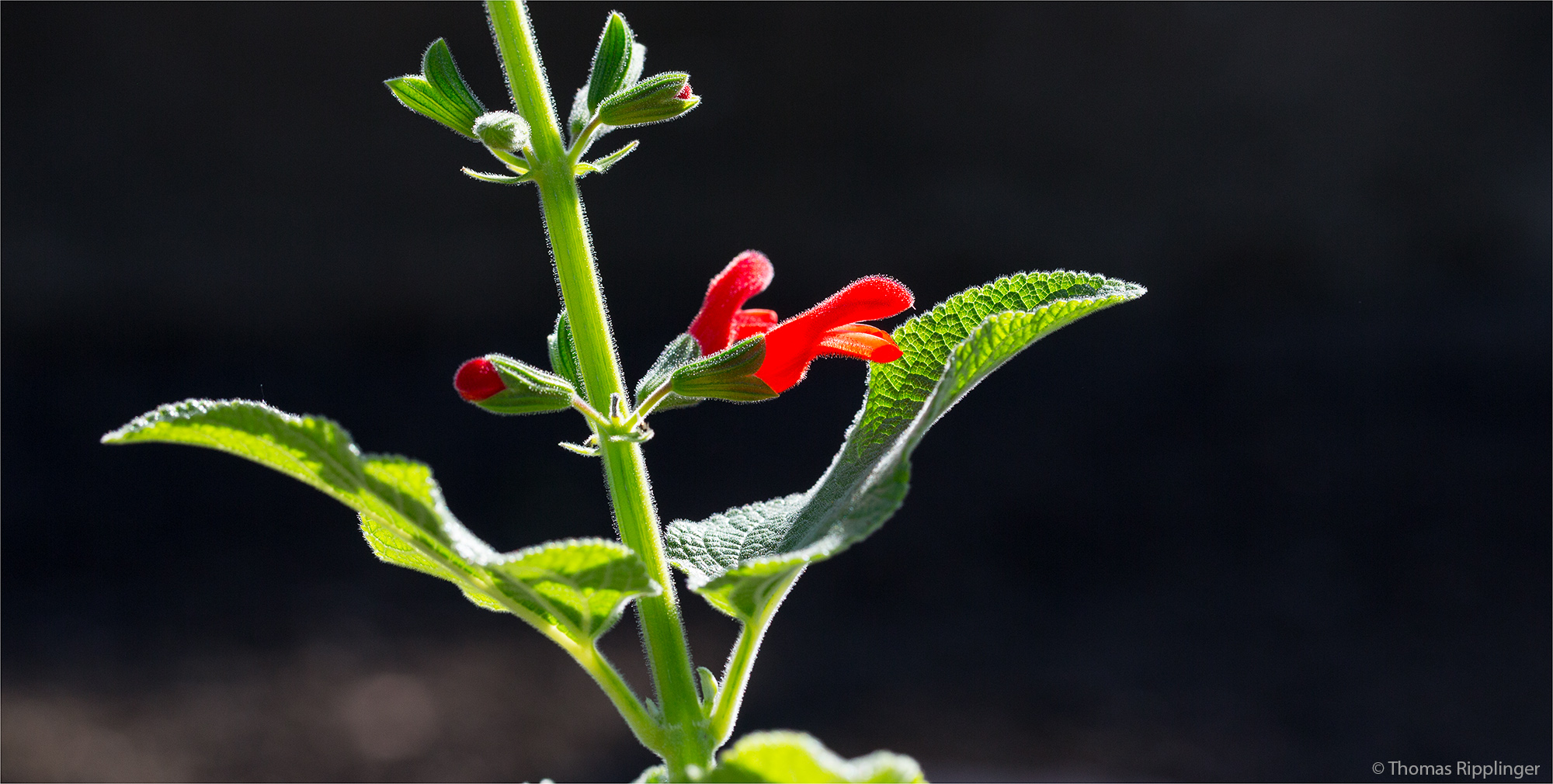 Salvia grewalfolia ??