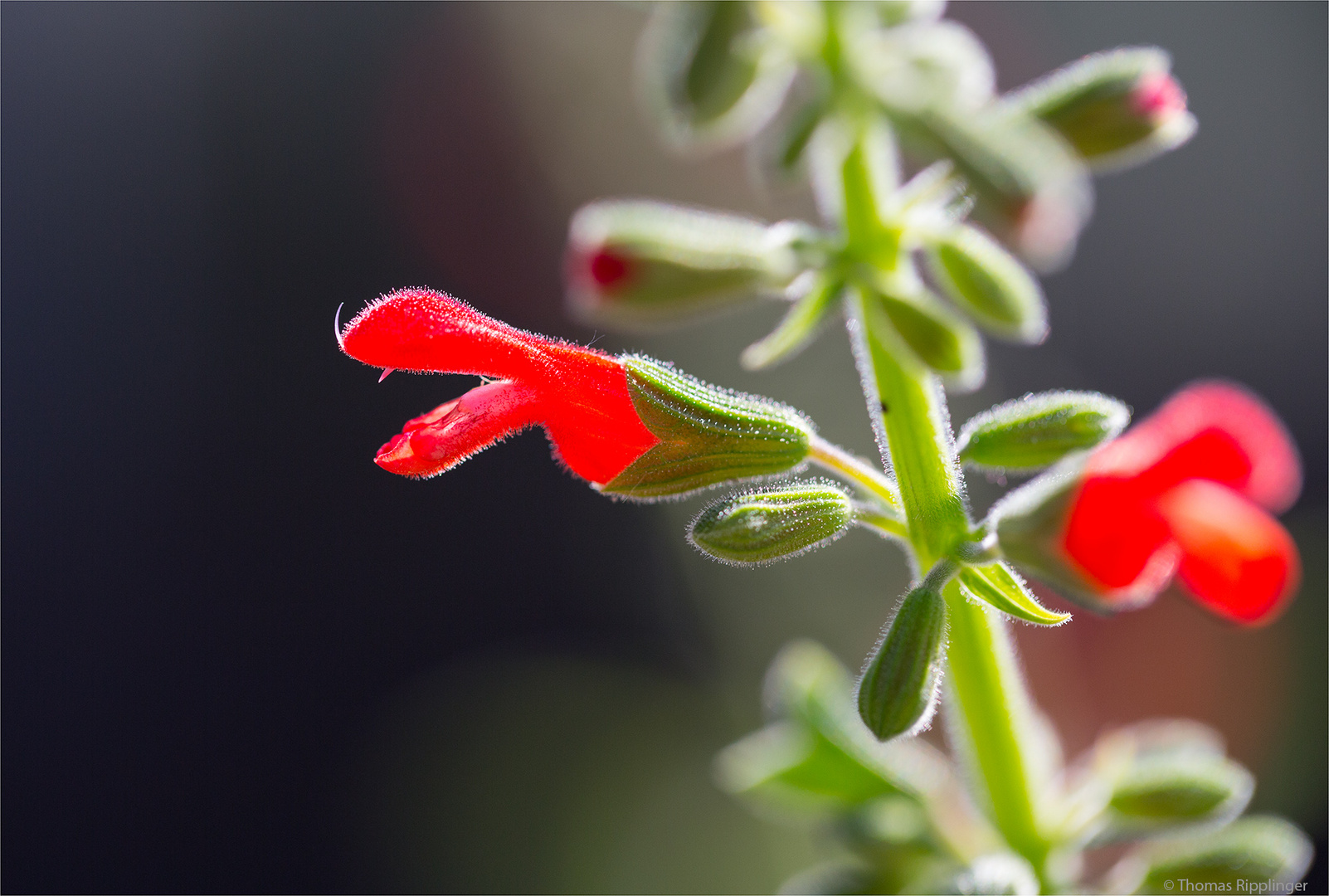 Salvia grewalfolia ?