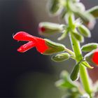 Salvia grewalfolia ?