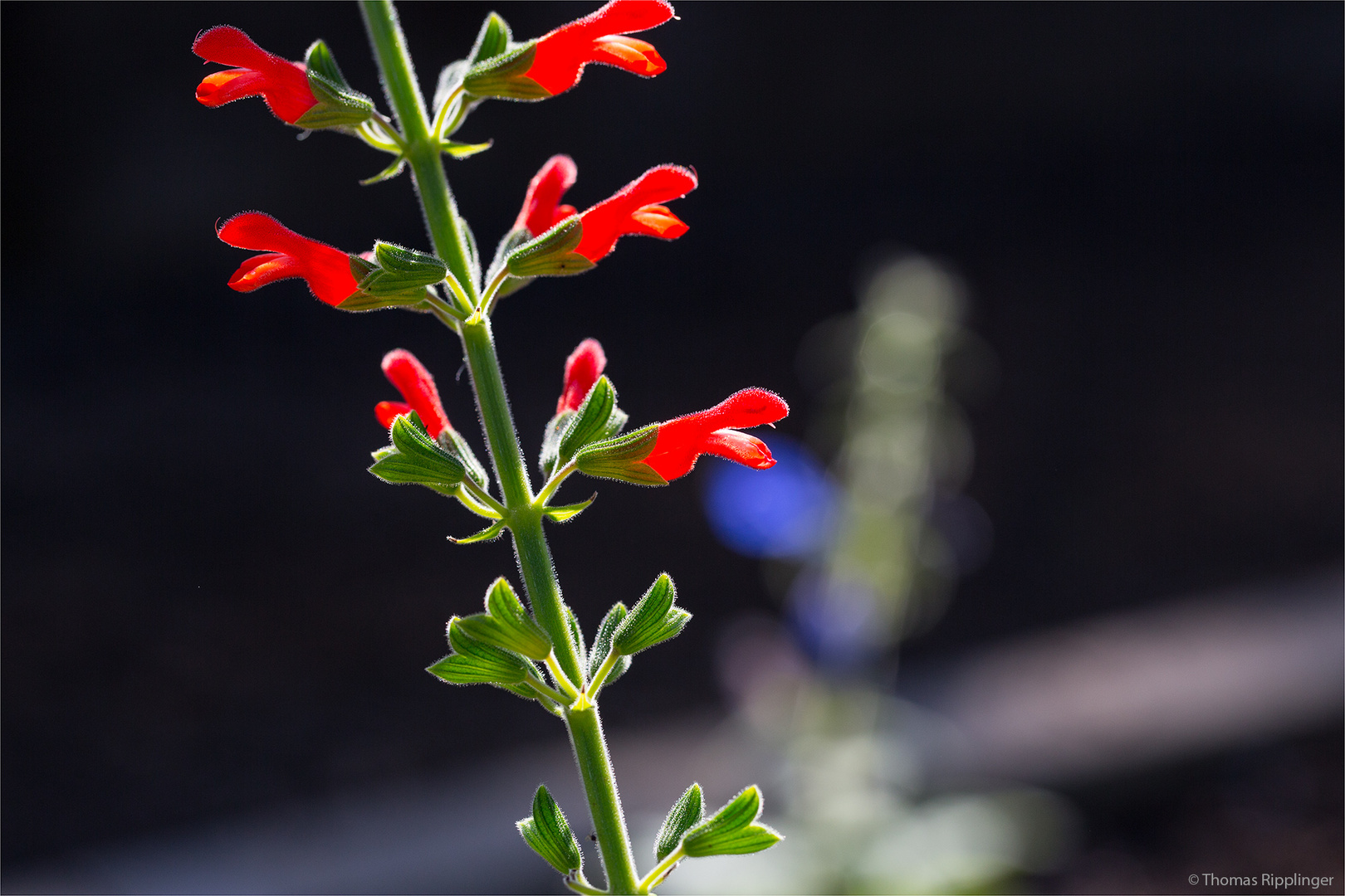 Salvia grewalfolia ? ? ?