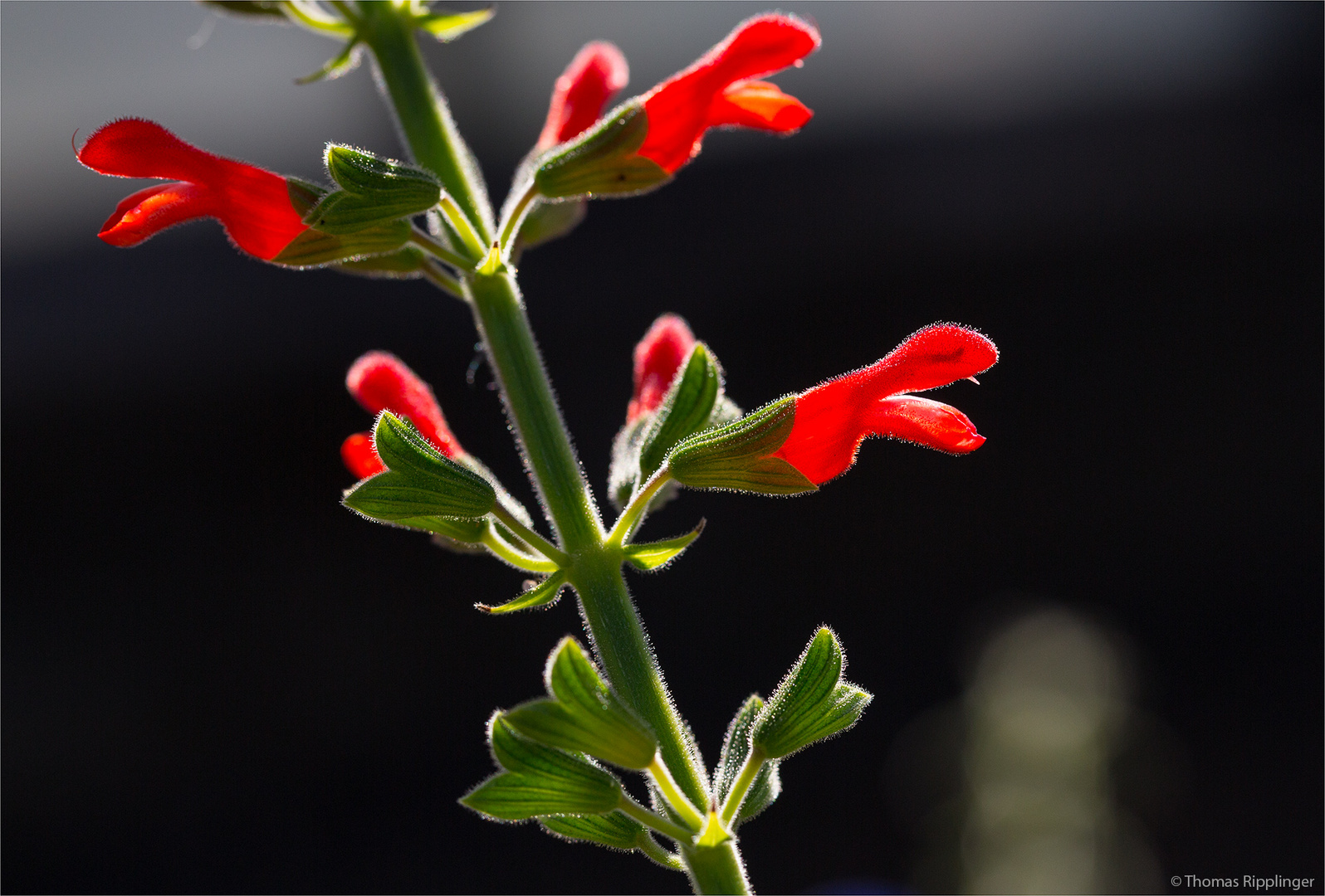 Salvia grewalfolia ? ?