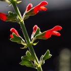 Salvia grewalfolia ? ?