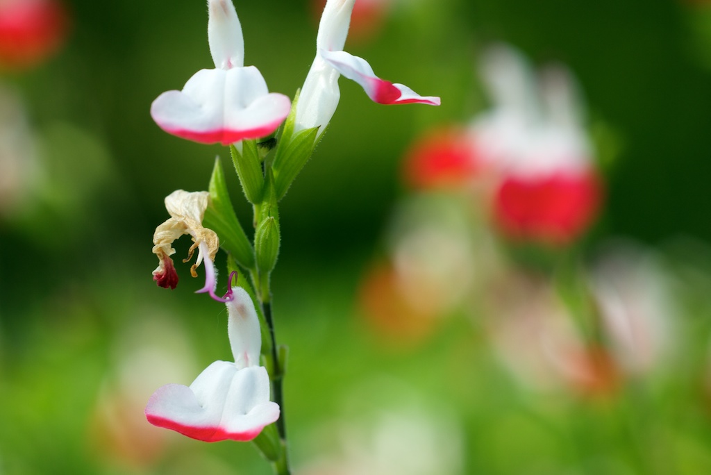 Salvia "Hot Lips"